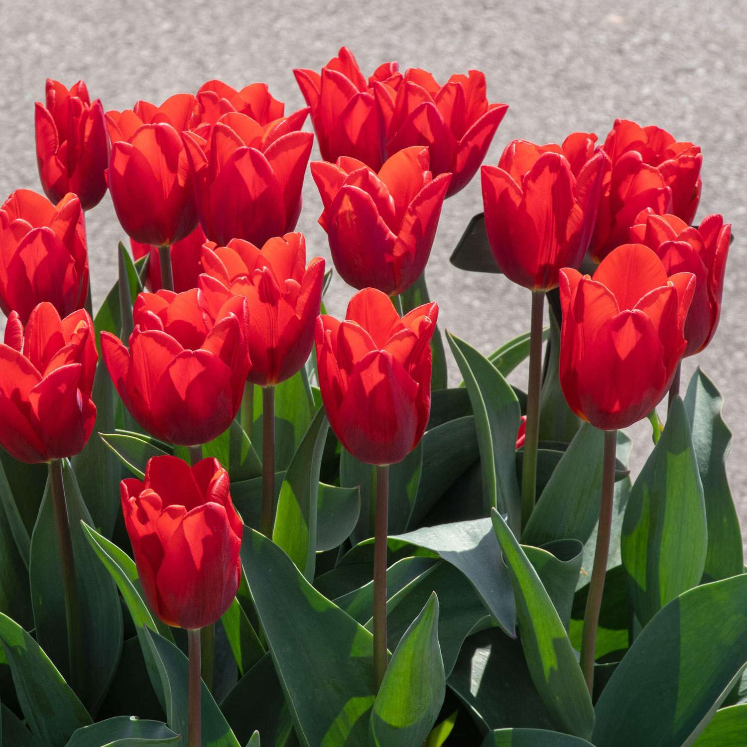 Tulpe 'Couleur Cardinal'